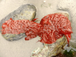 The red algae with holes--Sparlingia pertusa