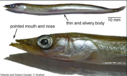 Ammodytes hexapterus: Pacific Sand lance, (Needle fish) : forage fish of  Metchosin's shoreline