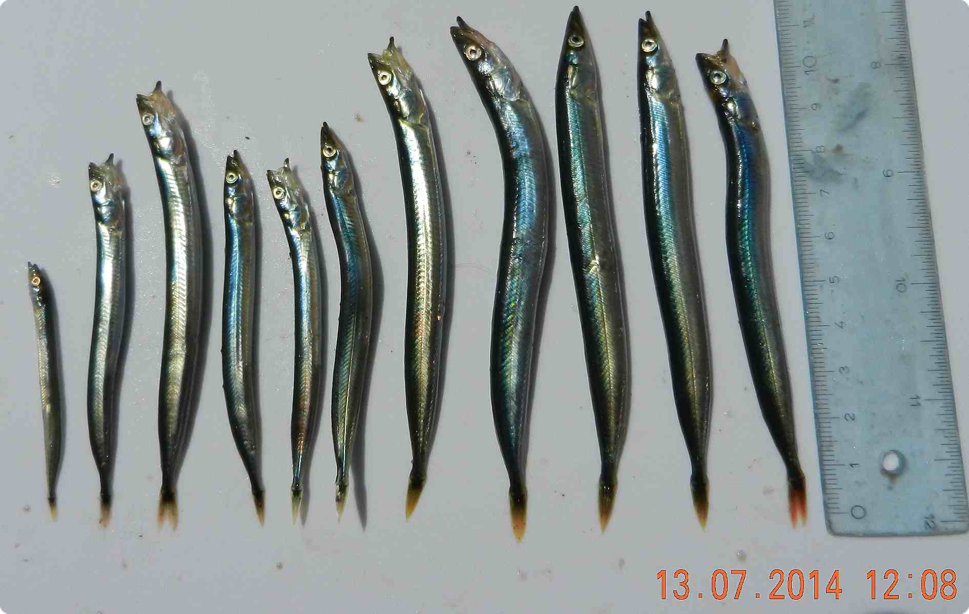 Ammodytes hexapterus: Pacific Sand lance, (Needle fish) : forage