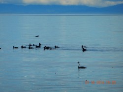 A western grebe hangs out with a flock of Surf Scoters